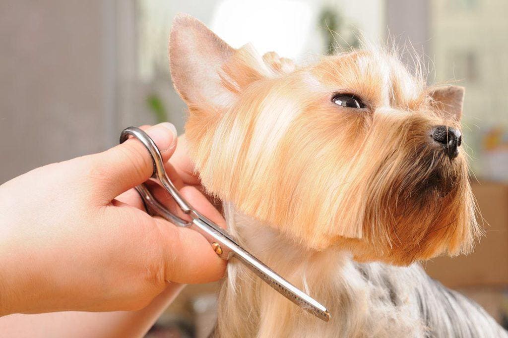 UmbraUnicornups Full Grooming: Head-to-Tail Pampering