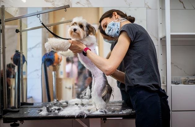 Custom Breed Styling: Tailored Cuts for Unique Pups