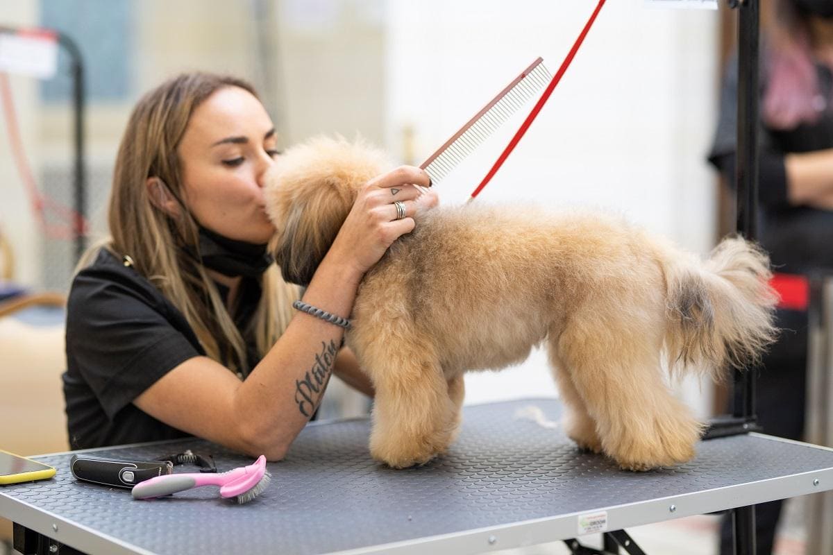 Pawsome Nail Trims & Paw Pad Care for Happy Feet